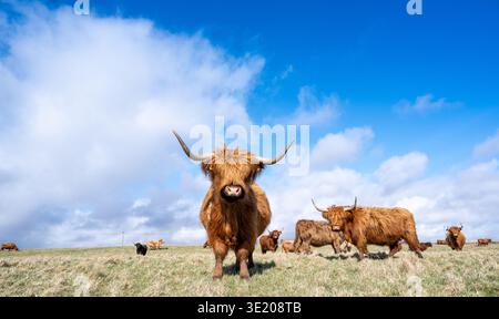 Troupeau ou pli de bovins des Highlands qui sortent sur des landes brutes en pâturage en Écosse, au Royaume-Uni. Banque D'Images