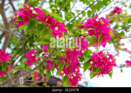Gros plan sélectif de bractées de bougainvilliers magenta-rose luxuriantes avec de minuscules fleurs tubulaires blanches sur fond bokeh vert doux. Feuilles brillantes Banque D'Images