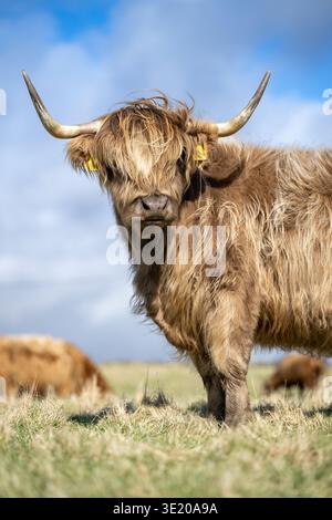 Vache Highland sortant sur un pâturage de landes en Écosse, au Royaume-Uni. Banque D'Images