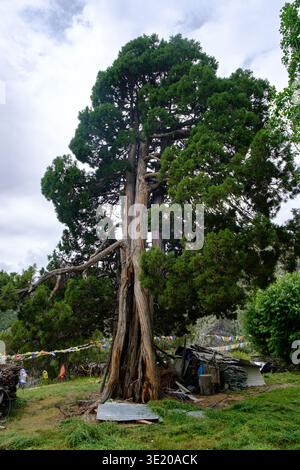 Cupressus gigantea, le cyprès tibétain, est une espèce de conifères de la famille des Cupressaceae en Asie. Lieu : Kyelang, Himachal pradesh, Inde. Banque D'Images