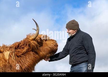 Fermier avec sa vache Highland préférée, chatouillant son menton. Écosse, Royaume-Uni. Banque D'Images