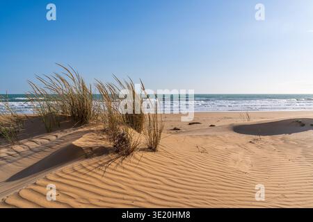 Vue panoramique sur les dunes de Punta Pisciotto, Sampieri. Au premier plan, des touffes de marram poussent sur du sable doré ondulé par le vent, avec le moi bleu Banque D'Images