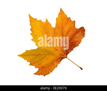 Feuille d'érable orange dorée isolée sur fond blanc automne concept d'automne Banque D'Images