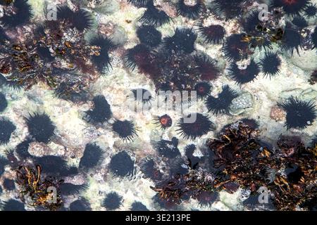 Gros plan du rivage rocheux de l'océan en République dominicaine couvert d'oursins noirs denses sur roche de corail, d'algues corallines rouges, d'algues brunes en peu profond Banque D'Images