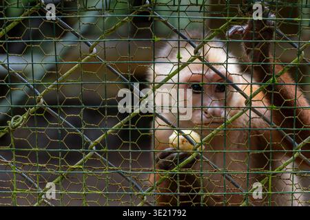 Singe capucin à tête blanche regardant attentivement à travers une clôture de fil vert, tenant un morceau de banane, symbolisant les thèmes de la captivité animale, espèce p Banque D'Images
