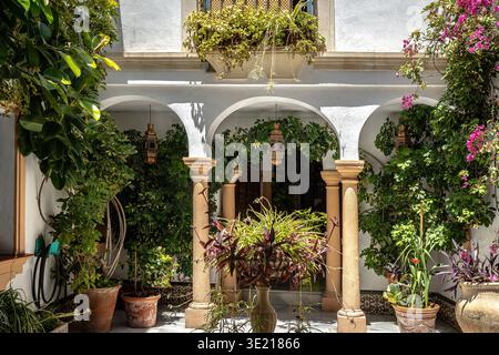 Cour andalouse traditionnelle remplie de plantes en pot à Cordoue, Espagne Banque D'Images