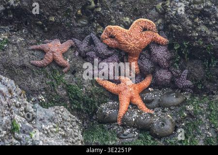 Plusieurs étoiles de mer se sont regroupées sur une surface rocheuse recouverte d'algues près de l'océan. Ucluelet, Île de Vancouver, Colombie-Britannique, Canada Banque D'Images