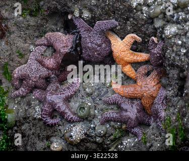 Plusieurs étoiles de mer se sont regroupées sur une surface rocheuse recouverte d'algues près de l'océan. Ucluelet, Île de Vancouver, Colombie-Britannique, Canada Banque D'Images