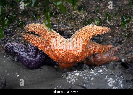 Étoiles de mer orange vif et violet sur la surface humide de la plage rocheuse entourée d'algues marines. Ucluelet, Île de Vancouver, Colombie-Britannique, Canada Banque D'Images