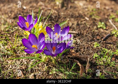 Crocus dans la lumière du soleil du matin. Banque D'Images