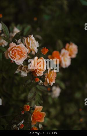 Belle orange et avec des roses prises dans la nature des pays-Bas. Banque D'Images