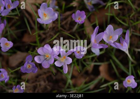 Gros plan sur les fleurs de crocus violettes dans Spring Forest : photo macro de délicats crocus violets poussant parmi l'herbe et les feuilles. Banque D'Images