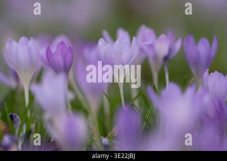 Crocus Flowers Blooming in Meadow Close-up : fleurs de printemps violettes avec fond flou et lumière douce. Banque D'Images