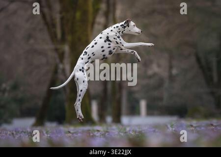 Dalmatian Dog Jumping High in Woodland with crocus : action shot de Dalmatien sautant dans la forêt printanière. Banque D'Images