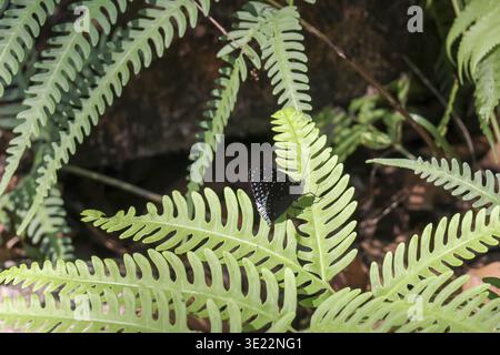 Dangereux serpent noir camouflé parmi les feuilles de fougère verte dans la forêt tropicale. reptile sauvage venimeux crée un sentiment de suspension de découverte dans la nature Banque D'Images