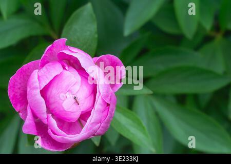 Fourmi à sucre baguée grimpant sur une fleur de pivoine rose Banque D'Images