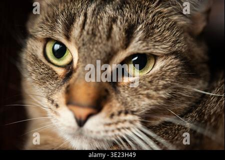 Gros plan d'un visage de chat tabby avec des yeux vert vif, montrant une texture de fourrure détaillée et un regard intense dans une lumière douce Banque D'Images