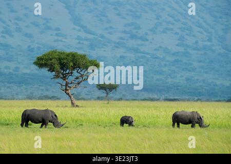 Rhinocéros blanc avec veau, Ceratotherium simum, Parc national de Ruma, Kenya Banque D'Images