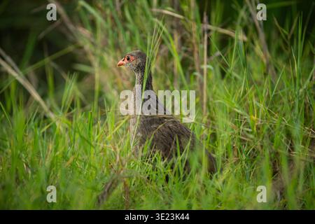 Sauvagine à cou rouge, Pternistis afer, Parc national de Ruma, Kenya Banque D'Images