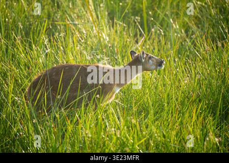 Sitatunga, Tragelaphus spekii, Parc national des marais de Saiwa, Kenya Banque D'Images