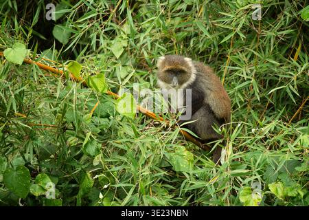 Singe de Sykes, Cercopithecus mitis albogularis, assis en bambou, Parc national du Mont Kenya, Kenya Banque D'Images