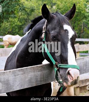 Cheval de peinture piebald noir et blanc avec un licol vert penché sur une clôture de paddock en bois. Portrait en gros plan avec un arrière-plan doux et naturel. Banque D'Images
