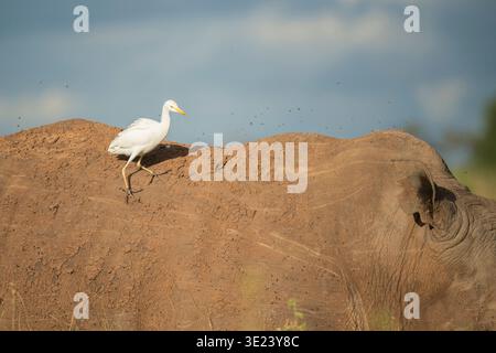 Aigrette de bétail, Bubulcus ibis, assise sur un rhinocéros blanc, Parc National de Nairobi, Nairobi, Kenya Banque D'Images