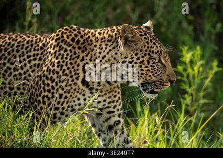 Léopard, Panthera pardus, Parc national du lac Nakuru, Kenya Banque D'Images