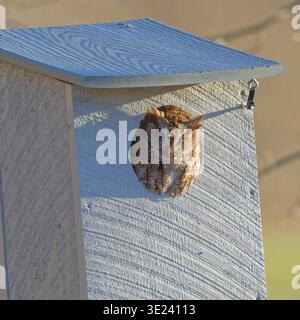Une chouette de l'est (Megascops asio) qui jette un œil depuis son coq dans un nichoir de canard en bois. Banque D'Images