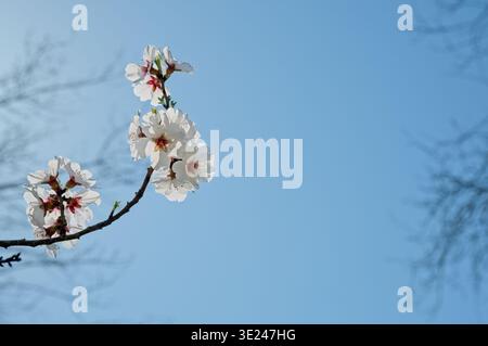 Belles fleurs d'amande blanche sur une branche contre un ciel bleu solide avec espace copie, fond floral printanier, amanier en fleurs à Budapest Banque D'Images