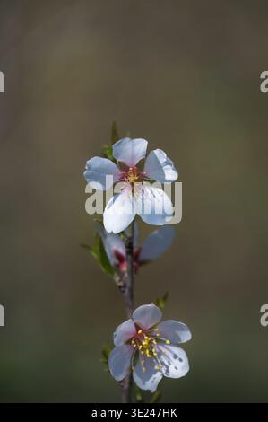 Gros plan de délicates fleurs d'amandes blanches et roses sur une branche au début du printemps, floraison de l'amandier Prunus dulcis sur un fond flou doux Banque D'Images