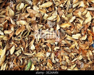 Une couche dense de feuilles d'automne brunes séchées couvrant la surface du sol Banque D'Images