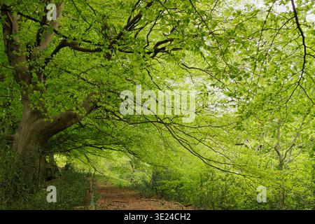 Canopée de feuilles de hêtre vert sur un sentier rural au pays de Galles Banque D'Images