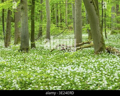 Fleur d'ail sauvage (Allium ursinum) dans la forêt de hêtres, parc national de Hainich, Bad Langensalza, Thuringe, Allemagne Banque D'Images