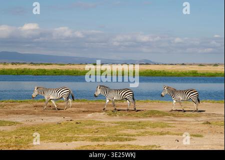 Zèbres des plaines, Equus quagga, parc national d'Amboseli, Kenya Banque D'Images