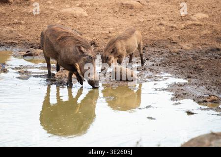 Phacochères buvant, Phacochoerus africanus, Parc national de Tsavo West, Kenya Banque D'Images