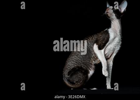 Belle race de chat noir et blanc pur Cornish Rex sur fond noir. Prise de vue en studio. Banque D'Images