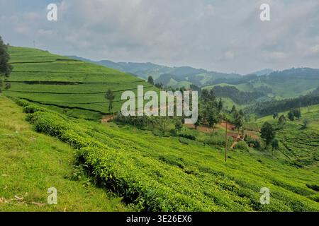Plantation de thé Sorawathe, Kinihara, Rwanda Banque D'Images