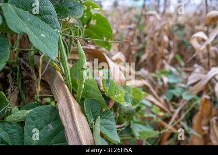 Aguacatan, Guatemala - gros plan de gousses de haricots verts et de feuilles en forme de cœur grimpant à travers les tiges de maïs séchées sur un champ agricole, capturant des harves d'automne Banque D'Images