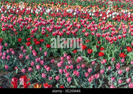 Vue grand angle d'un lit de fleurs dense avec des bords rouges blancs, roses et oranges tulipes. Un spectacle spectaculaire de l'horticulture printanière dans le Net Banque D'Images