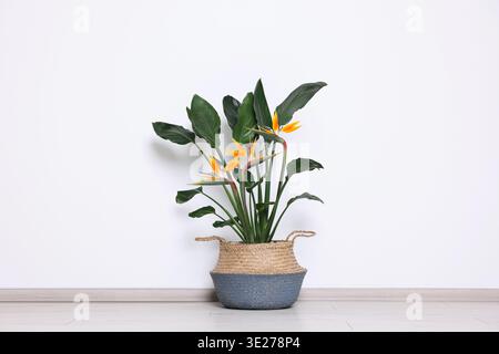 Plante Strelitzia avec des fleurs lumineuses et des feuilles vertes sur le sol dans la chambre Banque D'Images