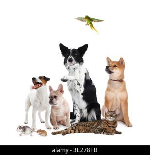 Groupe d'animaux mignons sur fond blanc. Différents animaux Banque D'Images