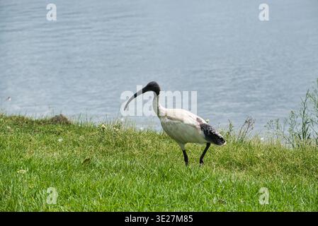 Un ibis australien blanc se dresse sur l'herbe verte au bord de l'eau calme, affichant son long bec noir courbé, sa tête et son cou sombres sans plumes. Banque D'Images
