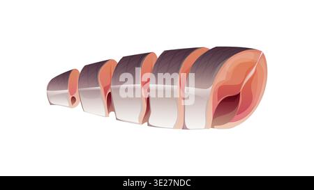 Tranches de filet de poisson, portion de viande crue de fruits de mer avec peau et texture de chair rose isolé sur blanc. Ingrédient de poisson de hareng frais de vecteur de dessin animé pour la cuisson des aliments, étape de préparation de recette, scène de cuisine Illustration de Vecteur