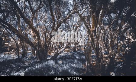 Une forêt dense et ancienne présente des arbres noueux et une lumière tamisée, créant une atmosphère sereine de mystère et de solitude. Banque D'Images