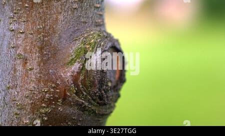 Gros plan d'une souche d'une branche coupée sur un arbre. Concept de jardinage. Taille appropriée des arbres fruitiers. Protection contre les parasites, la pourriture du jardin et autres Banque D'Images