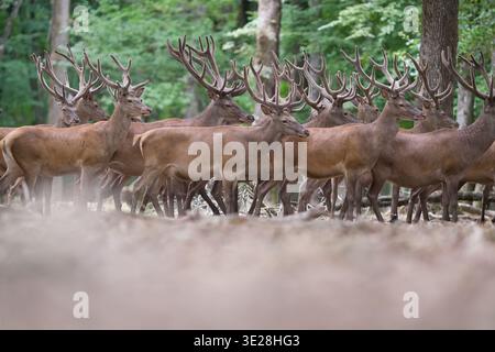 Grand troupeau de Red Deer Stags avec des Antlers impressionnants dans une forêt ensoleillée Banque D'Images
