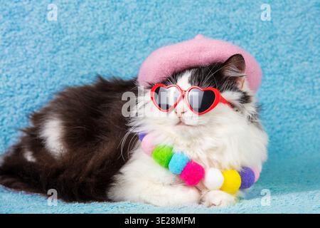 Portrait d'un beau chat noir et blanc drôle portant un béret rose et collier sur un fond bleu. Le chat avec un col en peluche arc-en-ciel et Banque D'Images