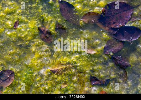 Algues vertes et feuilles tombées dans l'eau. Gros plan de feuilles d'automne flottantes piégées dans des algues vertes et des bulles sur de l'eau stagnante, montrant la pourriture naturelle Banque D'Images