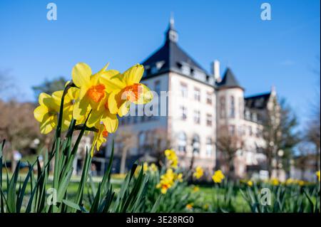 DAS Bensheimer Rathaus im Frühling, Osterglocken im Vordergrund, Bild : Thomas Neu Banque D'Images
